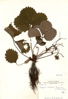 藏品(草莓)的圖片